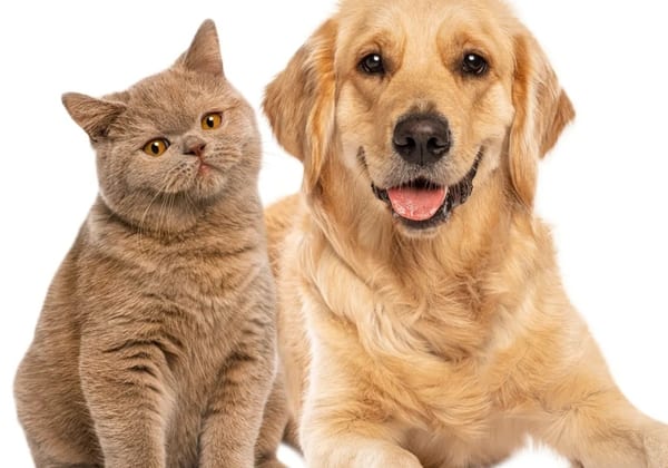 Animal Wellness Check-ins